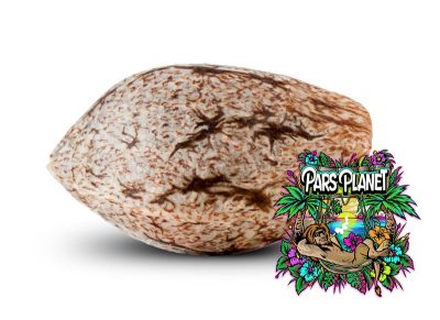 Toxic Feminized Seeds by Ripper Seeds - Image 5