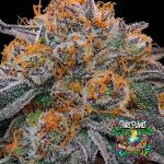 Tropical Limez Feminized Seeds by Grounded Genetics