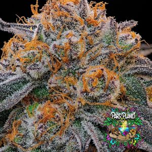 Tropical Limez Feminized Seeds by Grounded Genetics