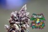 Washing Machine Feminized Seeds by Ripper Seeds - Image 2