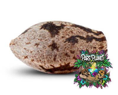 Washing Machine Feminized Seeds by Ripper Seeds - Image 4