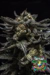 Zombie Kush Feminized Seeds by Ripper Seeds
