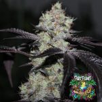 Zwisher Feminized Seeds by Grounded Genetics