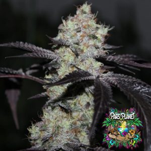 Zwisher Feminized Seeds by Grounded Genetics