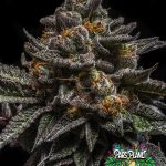 Brain Cake Feminized Seeds by Ripper Seeds