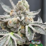 Break Pad Breath Feminized by Ripper Seeds