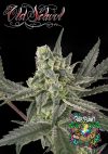 Old School Feminized Seeds by Ripper Seeds