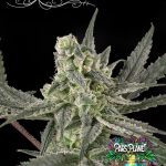 Old School Feminized Seeds by Ripper Seeds