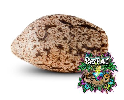 Old School Feminized Seeds by Ripper Seeds - Image 3