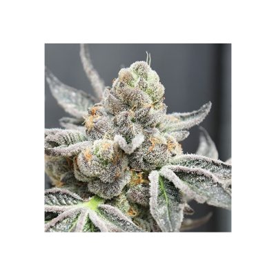 Radical Juice Auto Seeds by Ripper Seeds - Image 4