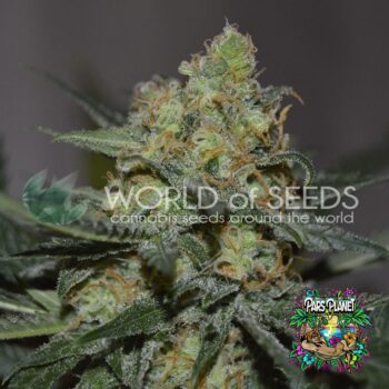 Afghan Kush x Skunk