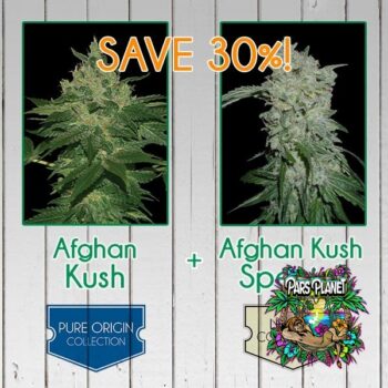 Afghan Kush
