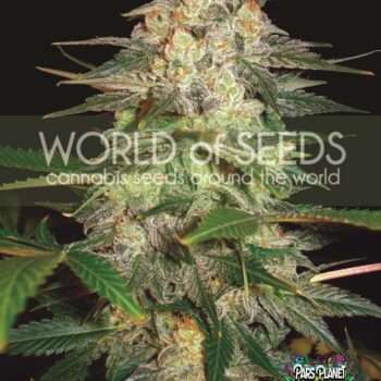 Afghan Kush Ryder