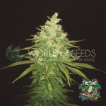 Afghan Kush x Black Domina