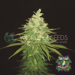 Afghan Kush x Black Domina