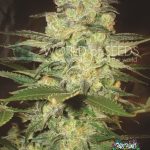 Afghan Kush x White Widow