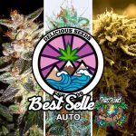 BEST SELLERS AUTO COLLECTION