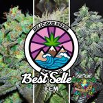 BEST SELLERS COLLECTION