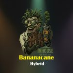 Bananacane Feminized Seeds by In House Genetics