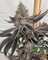Block Monster - feminized seeds - solfire gardens - pack 6