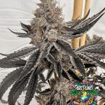 Block Monster - feminized seeds - solfire gardens - pack 6