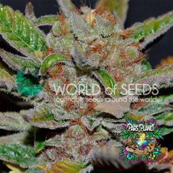 Bubba Haze Regular