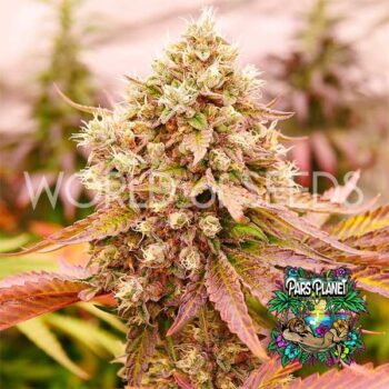 Burger Kush