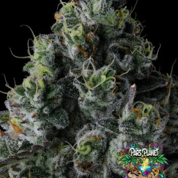 Chem 51