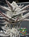 CherryLicious - feminized seeds - solfire gardens - pack 6