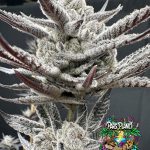CherryLicious - feminized seeds - solfire gardens - pack 6