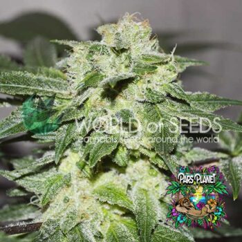 Chronic Haze
