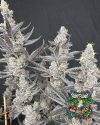 Diamond in the Back - feminized seeds - solfire gardens