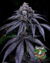 Gelly Biscuit - Feminized Seeds - Solfire Gardens