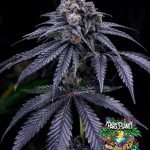 Gelly Biscuit - Feminized Seeds - Solfire Gardens