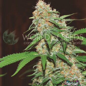 Mazar x White Rhino