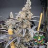 Miami Mami - feminized seeds - solfire gardens - pack 6