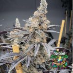 Miami Mami - feminized seeds - solfire gardens - pack 6