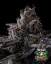 New Money Feminized Seeds by Compound Genetics - Image 2