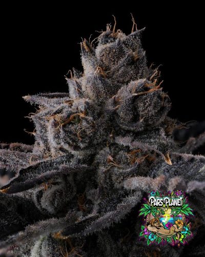 New Money Feminized Seeds by Compound Genetics - Image 2