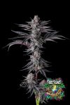 New Money Feminized Seeds by Compound Genetics