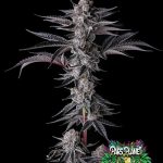 New Money Feminized Seeds by Compound Genetics