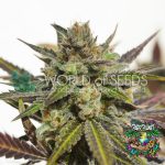 Northern Light x Skunk