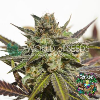 Northern Light x Skunk