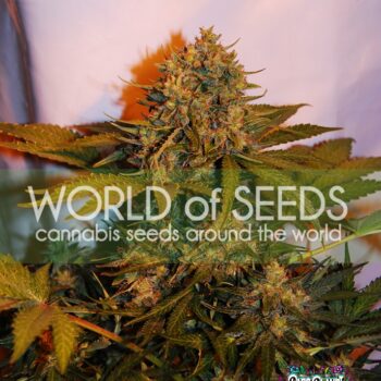 Northern Light X Big Bud Ryder