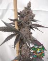 Paradiso - feminized seeds - solfire gardens - pack 6