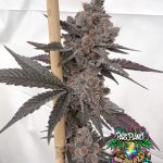 Paradiso - feminized seeds - solfire gardens - pack 6