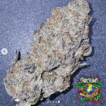 Permanent Velvet Feminized Seeds by In House Genetics