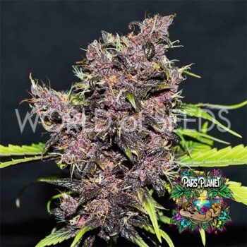 Purple Afghan