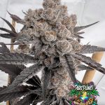 Space Juice - feminized seeds - solfire gardens