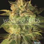 Sugar Mango Ryder Seeds